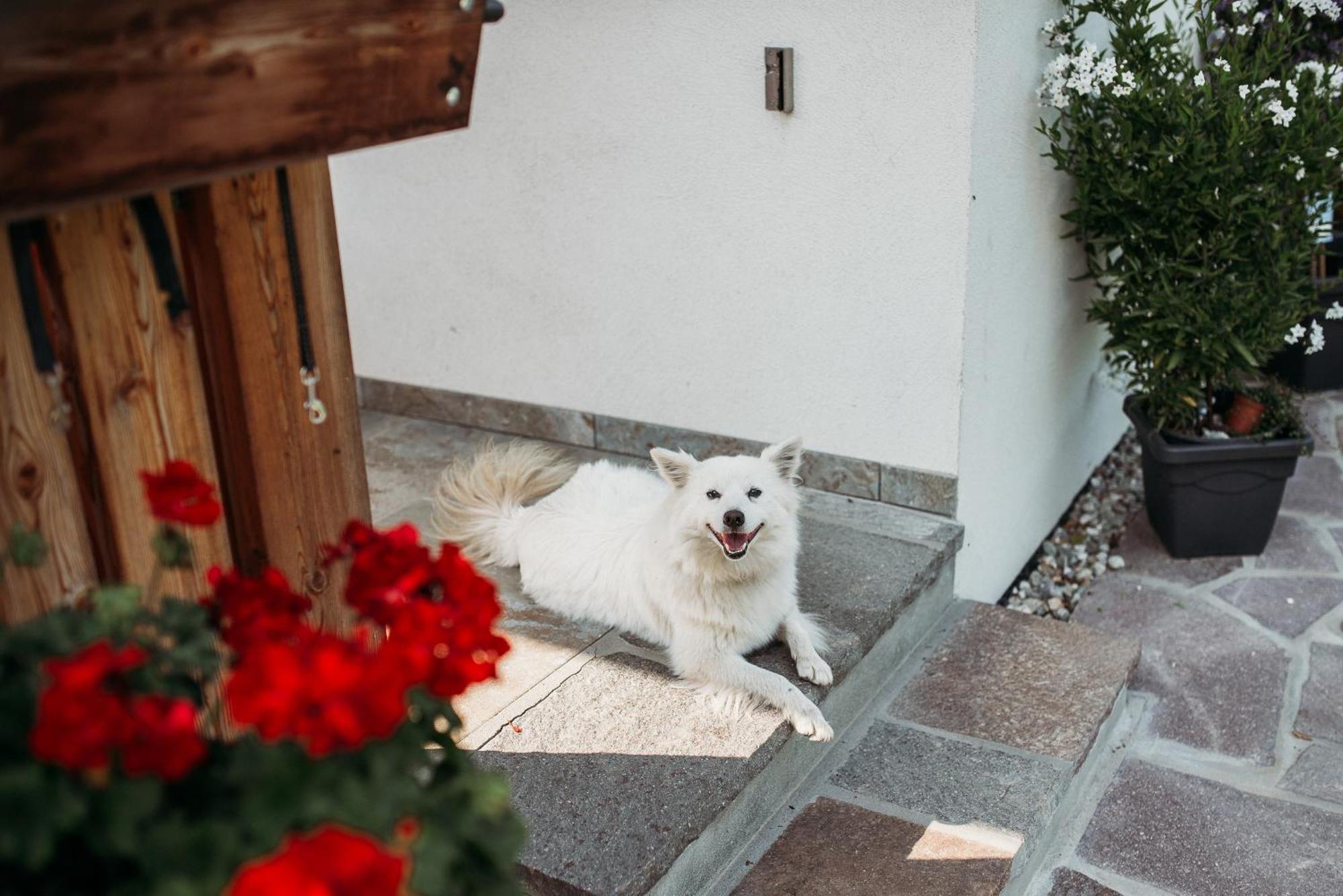 Grosskarnaiderhof Appartements-Bauernhof-Natur Pur Luson Exterior foto